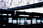 Oil Railcars, Freight Train, Mississippi River, Bridge, Railroad Tracks, Saint Louis, 20 October 1993
