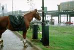 Horse in the Cold Wet Rain, Saint Louis Waterfront, 20 October 1993
