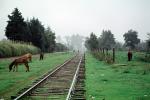 Railroad Track, Trees, fog, Donkies grazing, Donkey, Zitacuaro, June 2000, VRFV05P02_08