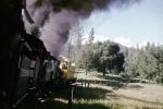 Shay Locomotives, Feather River Railway, Oroville, 1963, trees, forest, woodland, 1960s, VRPV05P03_14