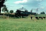 Iron Horse and Grazing Cows, 1965, 1960s, VRPV06P11_06B