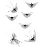 Flight of the Mathematical Butterflies, WFNV01P02_08