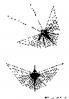 Flight of the Mathematical Butterflies