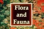 Flora and Fauna Title, WGTV02P05_08