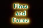 Flora and Fauna Title, WGTV02P05_12