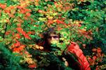 hidden in the fall colors, Eugene, Oregon, 1975, 1970s, autumn, WKLV01P08_13B