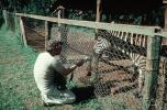 recording a Zebra, Kenya, 1981, 1980s