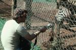 recording a Zebra, Kenya, 1981, 1980s, WKLV03P08_13B