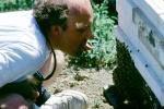 Honey Bees, Dixon, California 9 August 1991, WKLV09P11_17