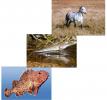 Fish, Mudskipper, Horse, Evolution, Learning, teaching, XGID01_002