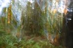 The Forest, Humboldt County, XTLD01_244