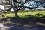 Speed, movement, Oak Tree, XTLD02_026