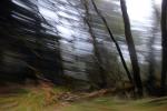 Redwoodnonick Stream, XTLD02_063