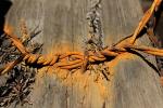Rusty Barbed Wire, New Rust, Powdery Rust
